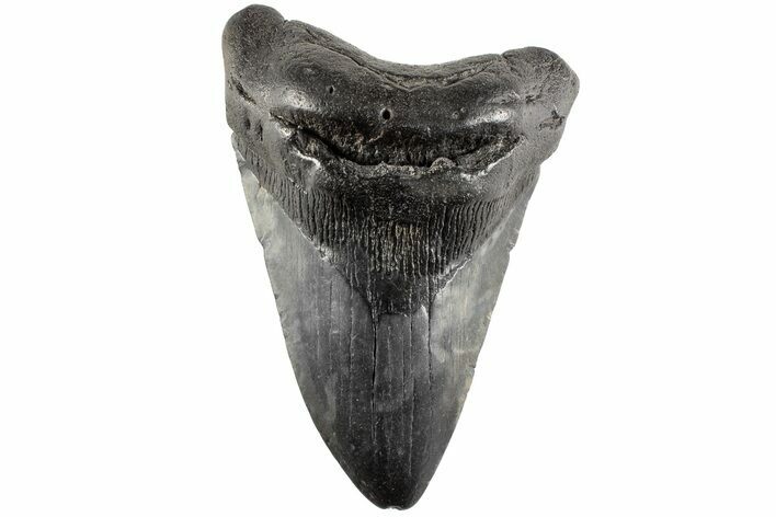 Fossil Megalodon Tooth - South Carolina #190233